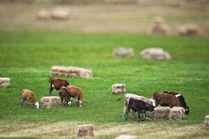 vacas no campo foto