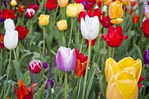 multicolorido tulipas foto