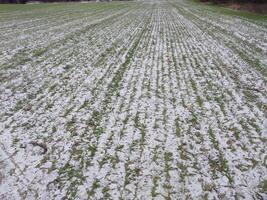 neve caiu em a agrícola campo foto