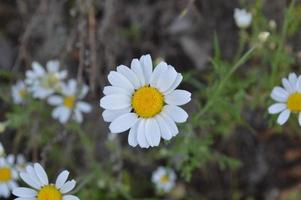 flores e plantas closeup foto