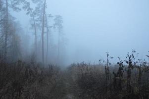 nevoeiro matinal após uma noite na floresta foto