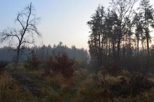 nevoeiro matinal e neblina na floresta e na aldeia foto