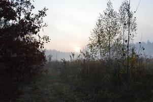 nevoeiro matinal e neblina na floresta e na aldeia foto