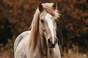 ai gerado Castanho e cinzento cavalos retrato foto