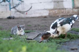 rua gatinho e indo-pato dentro a quintal dentro a Vila. animais de estimação dentro a campo foto