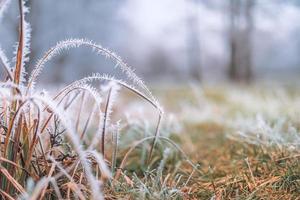 natureza de pasto de grama coberta de gotas geladas de orvalho da manhã. clima nublado de inverno, paisagem branca turva. Calmo frio dia de inverno, congelados gelados closeup plantas naturais