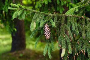 abeto cone em uma ramo do uma abeto árvore dentro a floresta dentro natureza foto