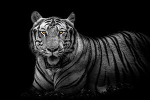 uma Bengala tigre às a pérola de vinho safári parque., dentro Preto e branco com intenso laranja olhos. foto