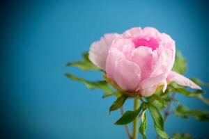 lindo grande Rosa peônia fechar-se em uma azul fundo. foto