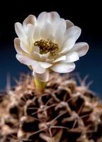 Gymnocalycium cacto flor close-up branco e marrom claro pétalas delicadas foto