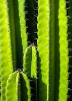 fundo verde por caules roliços e espinhos pontiagudos de cacto cereus peruvianus foto