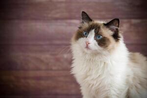 jovem lindo de raça pura boneca de pano gato às casa foto