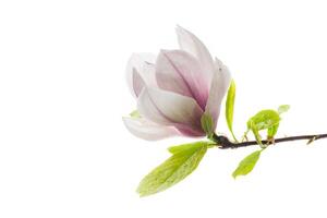 1 Rosa flor em uma ramo do florescendo magnólia fechar acima foto