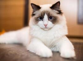 lindo jovem branco de raça pura boneca de pano gato com azul olhos foto