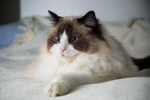 lindo jovem branco de raça pura boneca de pano gato foto