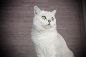 adulto gato pedigree escocês chinchila em linha reta orelhas foto