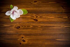 1 Rosa flor em uma ramo do florescendo magnólia em uma de madeira mesa foto