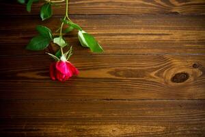 1 vermelho lindo florescendo rosa em uma de madeira mesa foto