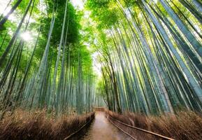 passarela dentro bambu floresta sombrio com luz solar às Arashiyama foto