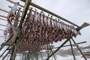 bacalhau peixe sem cabeça secagem em de madeira prateleiras dentro inverno foto