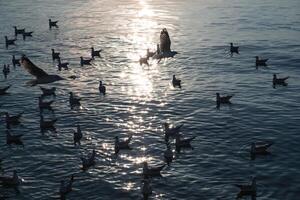 rebanho do gaivotas vôo e flutuando em tropical mar dentro tarde às golfo do tailândia, estrondo pu lazer Centro foto