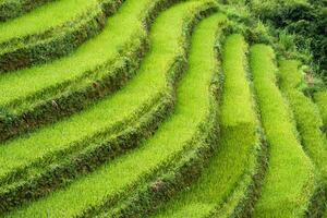 arroz campo terraço curva em montanha foto