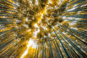 baixo ângulo Visão dourado folhas bambu Arvoredo floresta foto