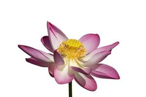 linda flor de lótus rosa foto