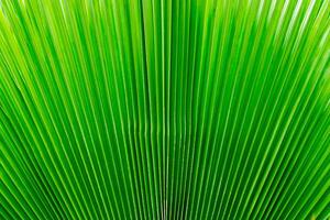 verde Palma folha fundo. foto