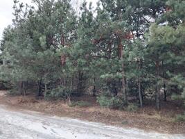 neve caiu dentro uma jovem floresta foto