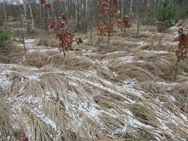 neve caiu dentro uma jovem floresta foto