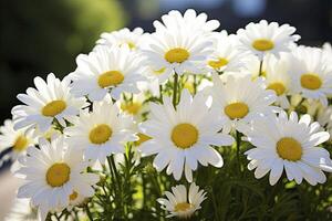 ai gerado branco margarida flores ai gerado foto