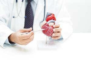 cardiovascular doença cvd, médico com coração humano modelo anatomia para tratamento paciente dentro hospital. foto