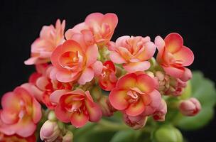 ai gerado kalanchoe blossfeldiana. ai gerado foto