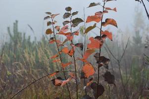 folhas de outono pela manhã em árvores e arbustos foto