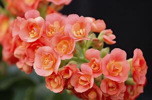 ai gerado kalanchoe blossfeldiana. ai gerado foto