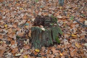 tocos da floresta em musgo verde pela manhã foto