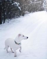 jack russell terrier na floresta de neve de inverno