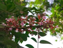 flores a partir de a Estrela fruta árvore foto