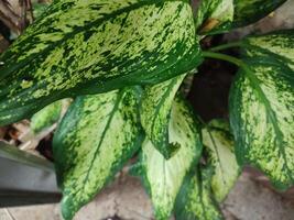 Dieffenbachia seguine, tropical plantas com lindo textura verde folhas. foto