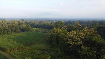 aéreo Visão do arroz Campos e árvores dentro mente, klaten, central Java, Indonésia. foto