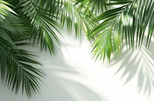 ai gerado dentro Palma árvore folhas e com sombra em branco fundo foto