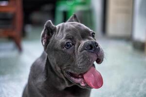 Sombrio cinzento valentão procriar cachorro sentado com olhando e suspensão língua foto