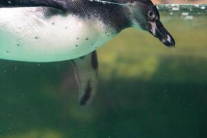 uma pinguim natação dentro a água com Está cabeça acima a da água superfície e debaixo a água superfície foto