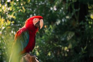 retrato do uma vermelho arara papagaio empoleirado em uma ramo com embaçado fundo foto