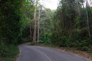 curvado descida caminho do asfalto estrada. ambos lados do a estrada estão preenchidas com alta árvores e bambu florestas. às chae filho nacional parque tailândia. foto