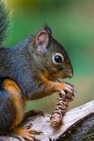 uma esquilo é sentado em uma ramo com uma pinho cone dentro Está boca foto