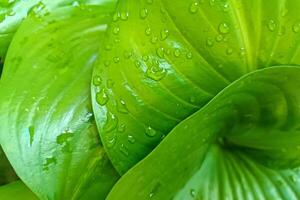 orvalho gotas em verde folha natureza fundo foto