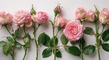 ai gerado Rosa rosas estão dentro uma linha com alguns verde folhas em uma branco fundo foto