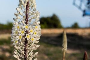 parte florescendo das flores de mudas no velho ameno em la mola, formentera, espanha foto